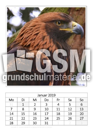 Januar_Steinadler.pdf